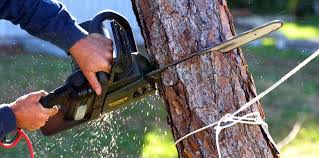 Best Tree Maintenance Programs  in Montgomery, TX