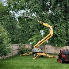 Best Lawn Disease Treatment  in Montgomery, TX