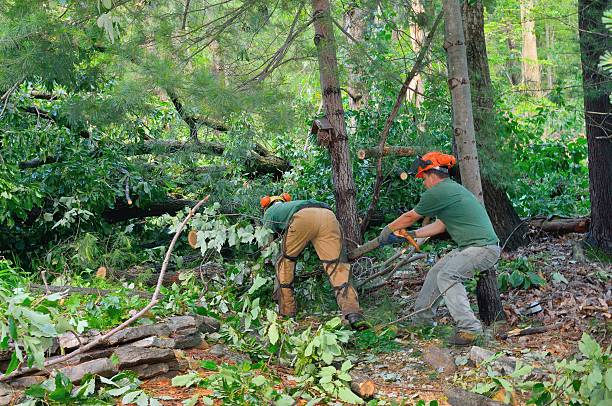 Best Fruit Tree Pruning  in Montgomery, TX